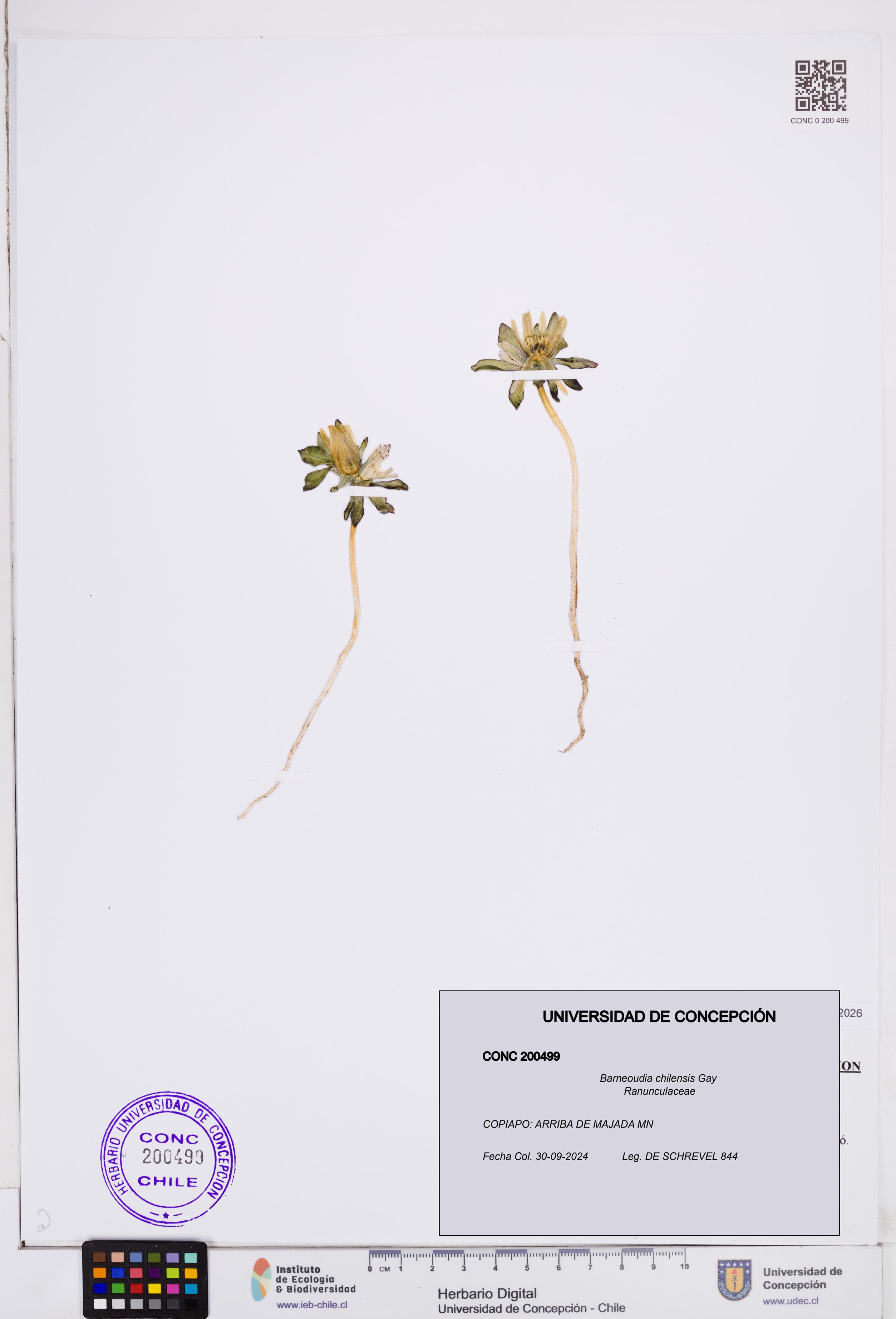 Barneoudia chilensis [Espécimen: ]