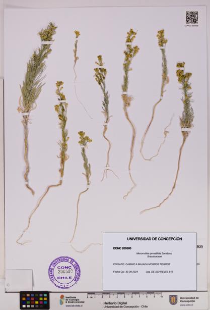 Menonvillea pinnatifida [Espécimen: UDEC:CONC:0200500]