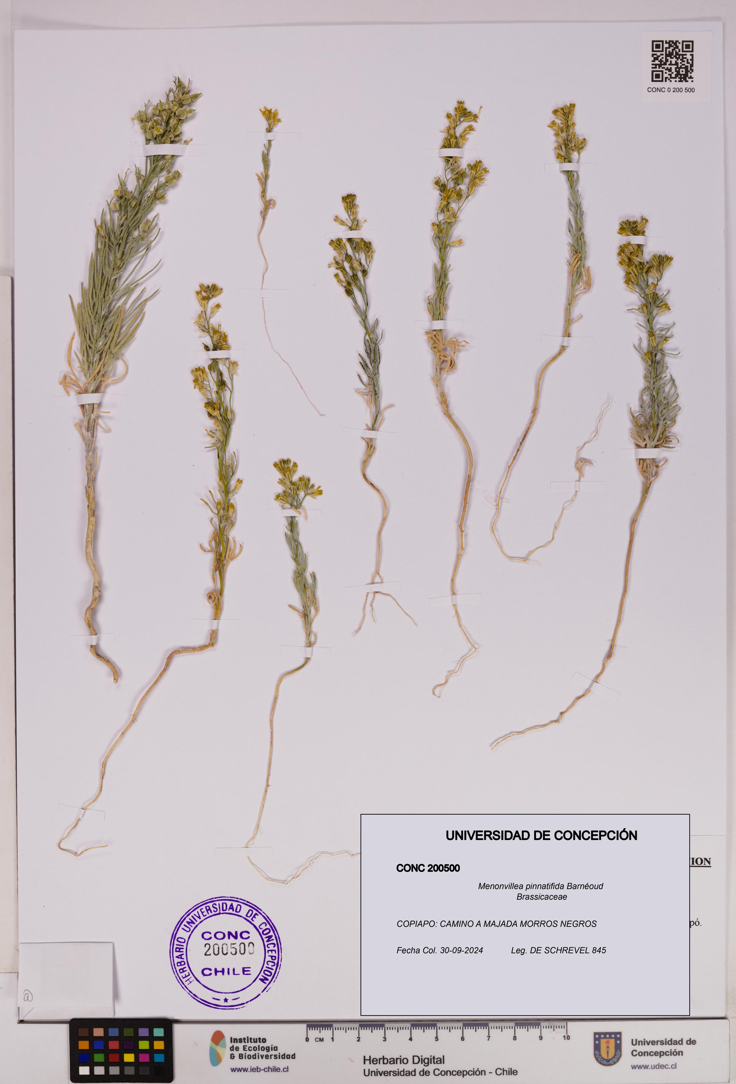 Menonvillea pinnatifida [Espécimen: UDEC:CONC:0200500]