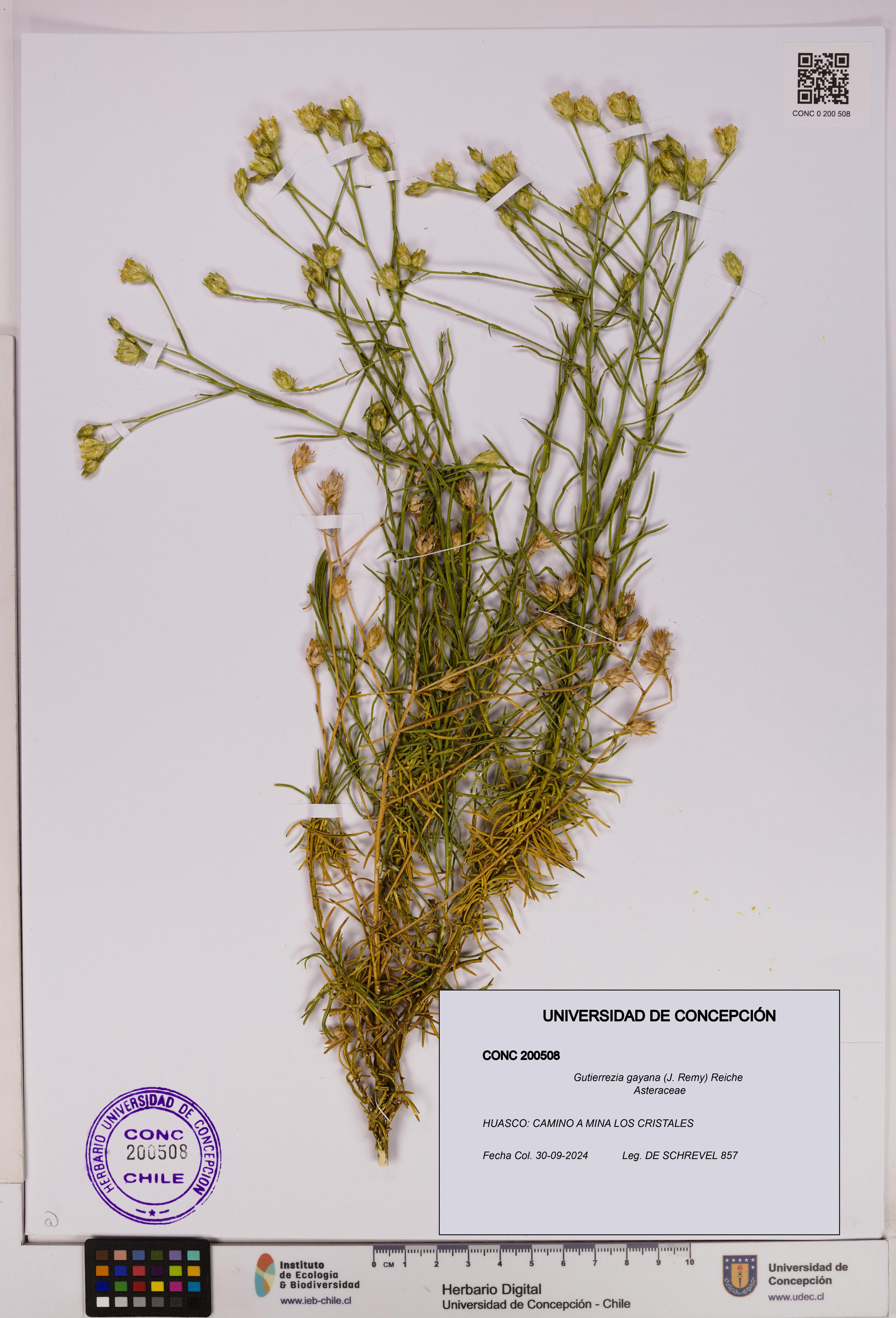 Gutierrezia gayana [Espécimen: UDEC:CONC:0200508]