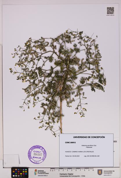Adesmia parviflora [Espécimen: UDEC:CONC:0200512]