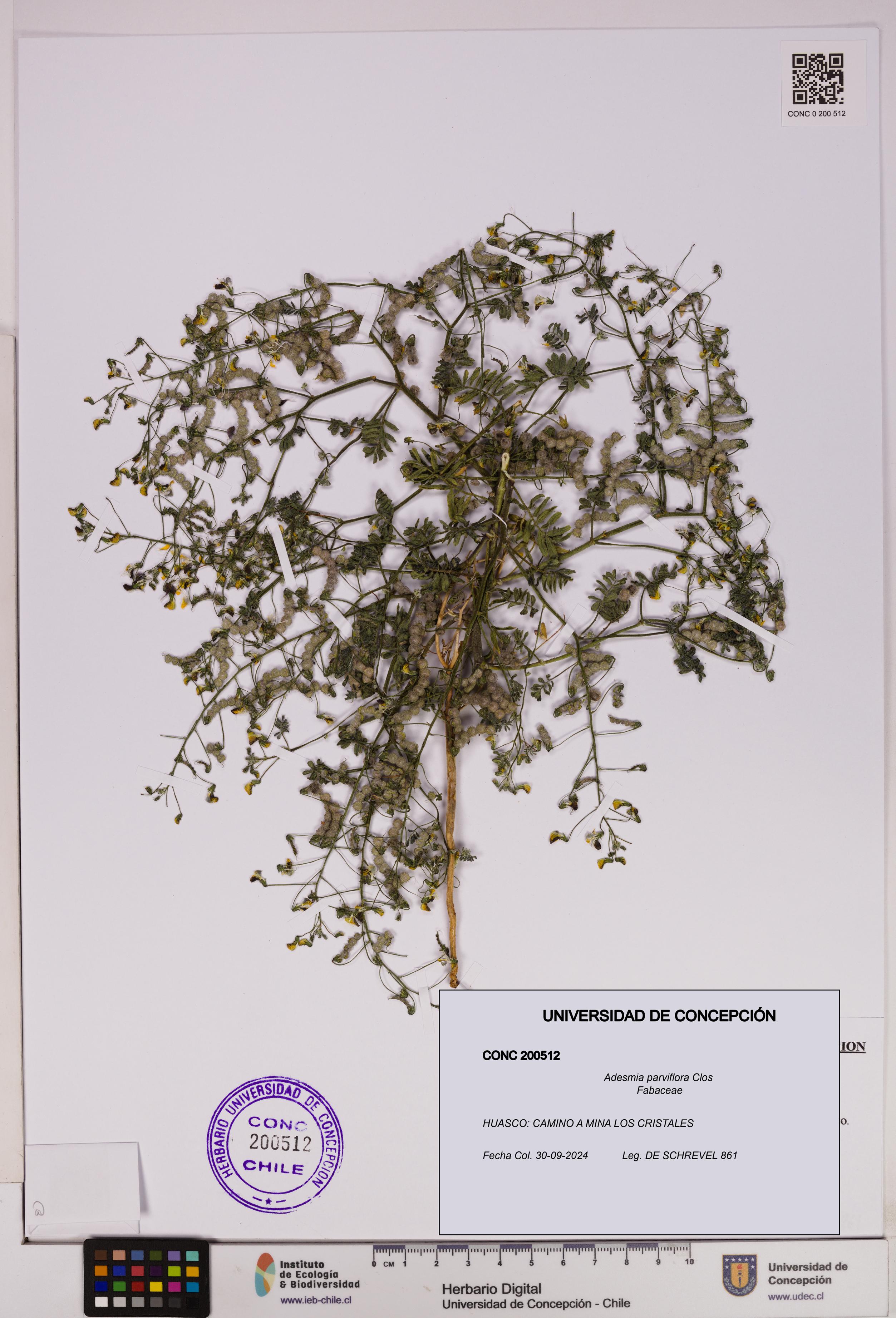 Adesmia parviflora [Espécimen: UDEC:CONC:0200512]