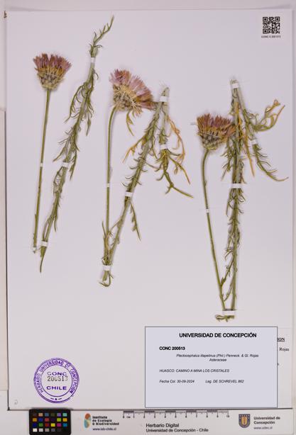 Plectocephalus illapelinus [Espécimen: UDEC:CONC:0200513]