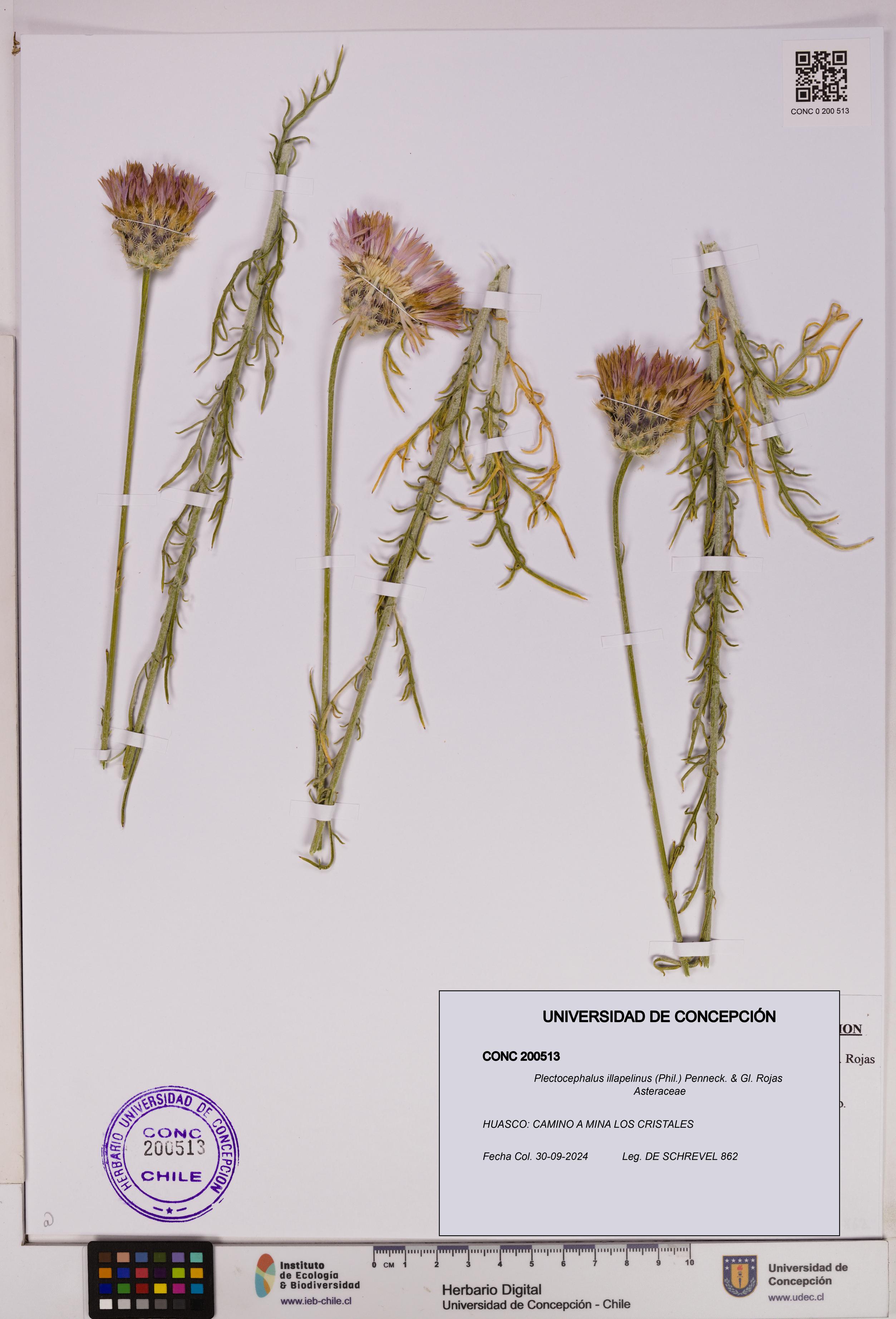 Plectocephalus illapelinus [Espécimen: UDEC:CONC:0200513]