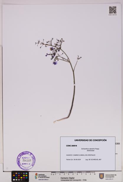 Schizanthus alpestris [Espécimen: UDEC:CONC:0200518]