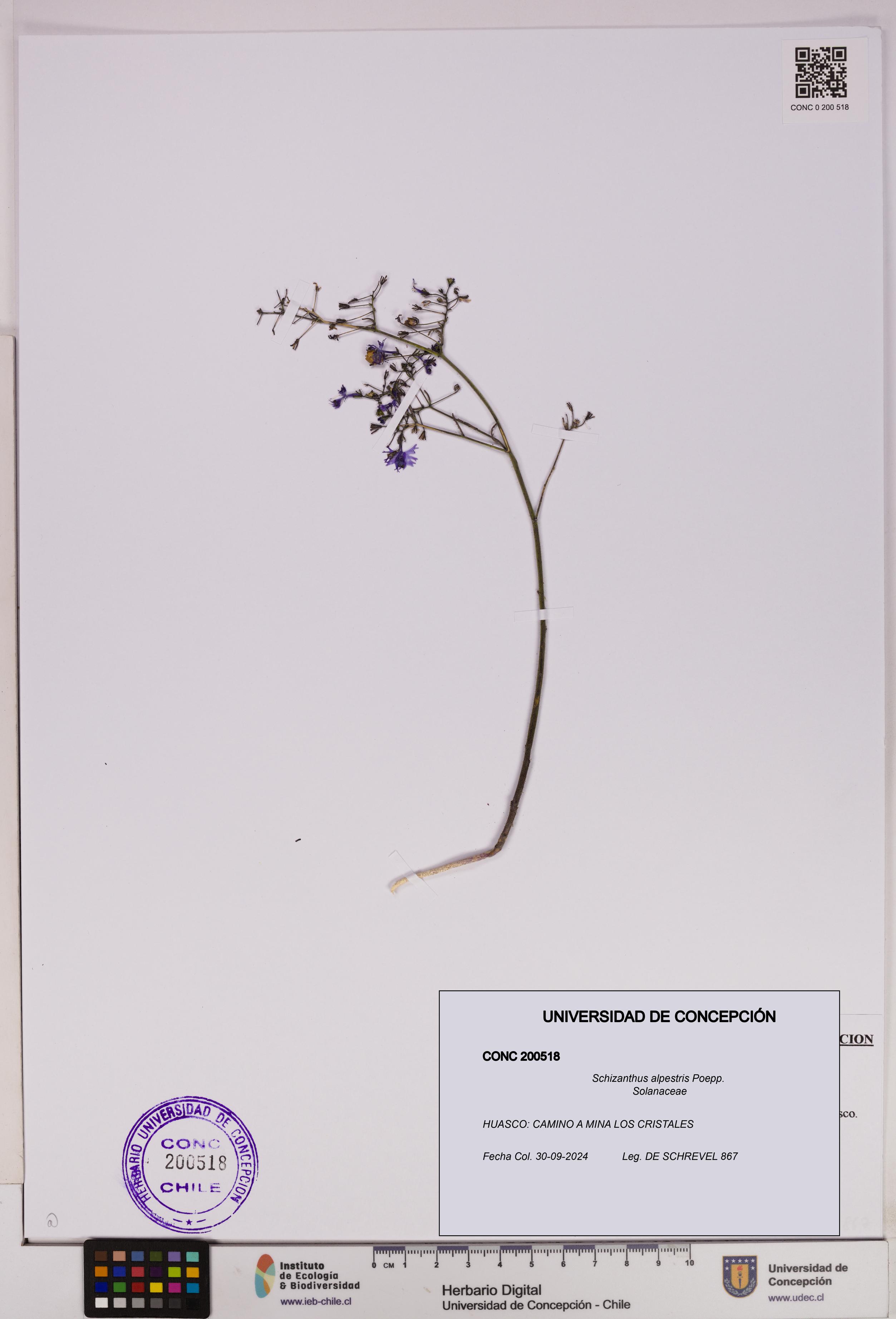 Schizanthus alpestris [Espécimen: UDEC:CONC:0200518]