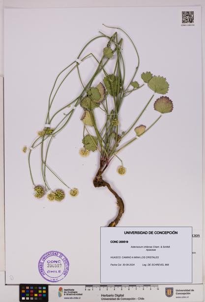 Asteriscium chilense [Espécimen: UDEC:CONC:0200519]