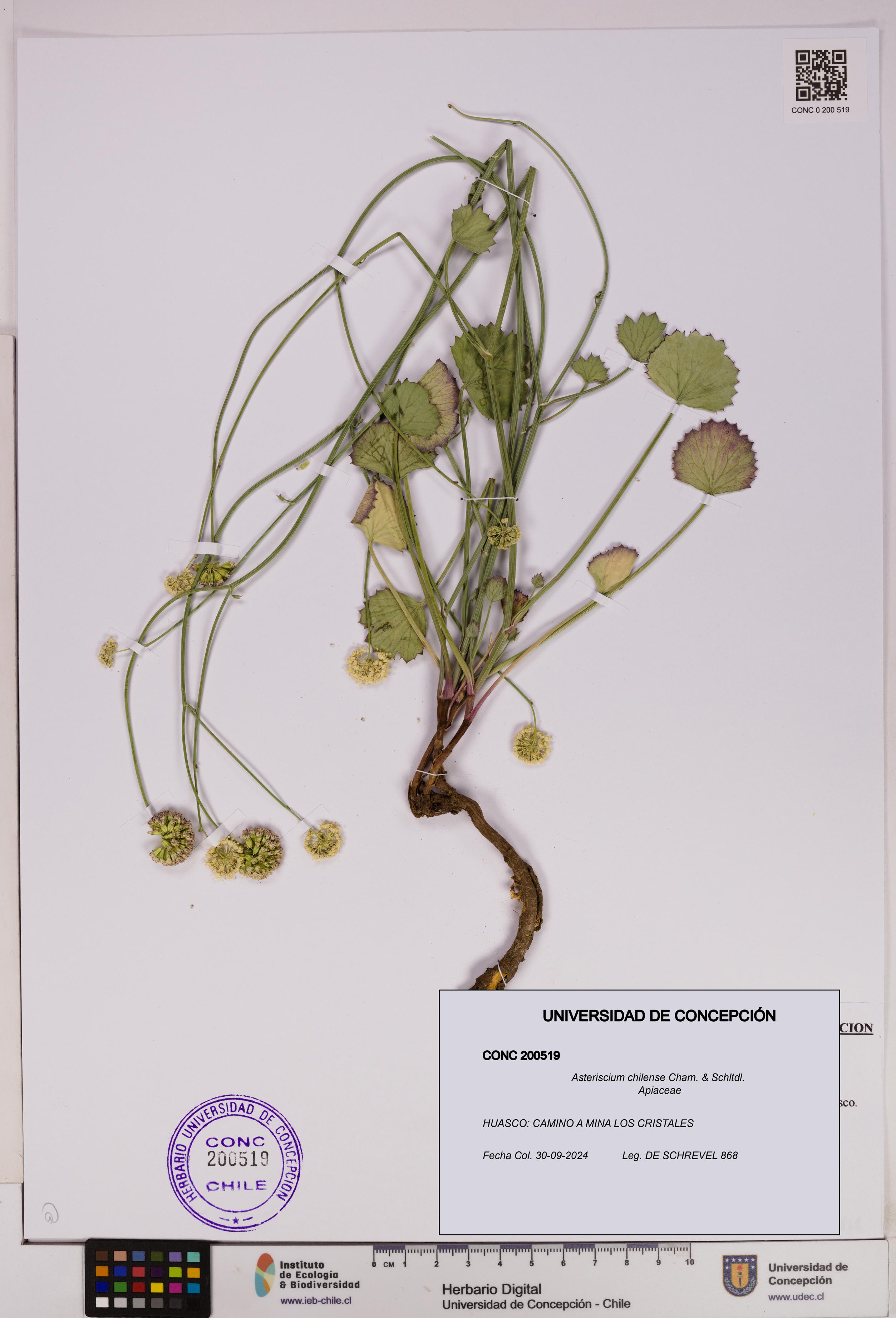 Asteriscium chilense [Espécimen: UDEC:CONC:0200519]
