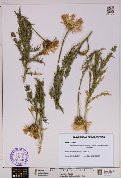 Plectocephalus floccosus [Espécimen: UDEC:CONC:0200522]