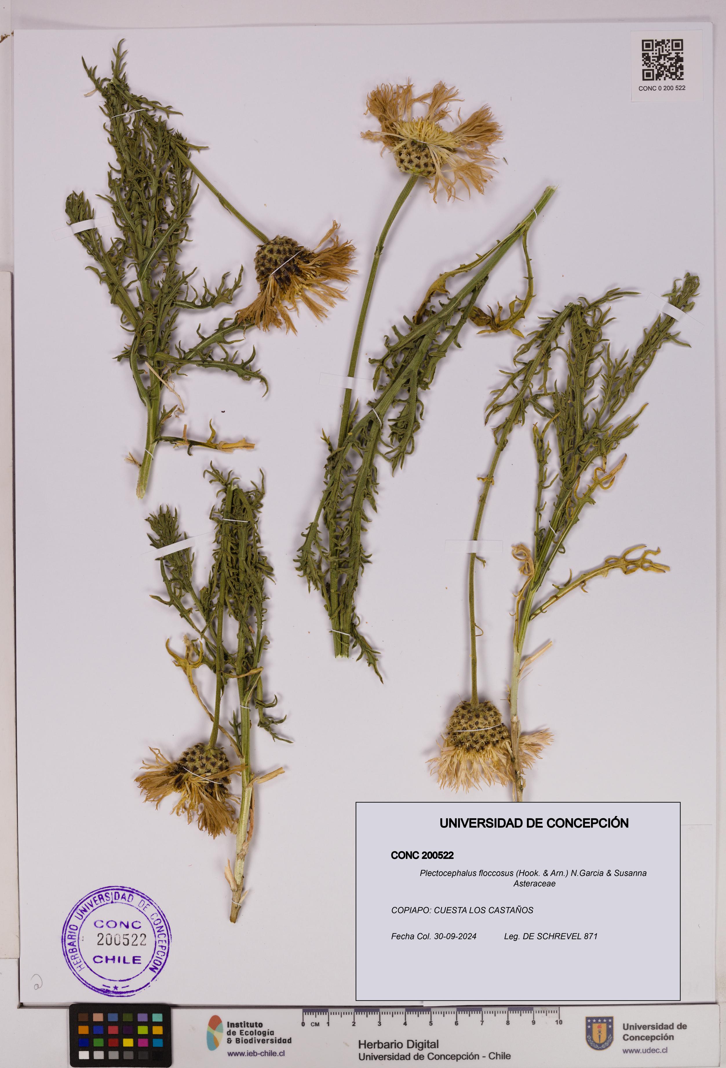 Plectocephalus floccosus [Espécimen: UDEC:CONC:0200522]