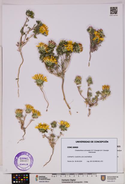 Chaetanthera schroederi [Espécimen: UDEC:CONC:0200523]