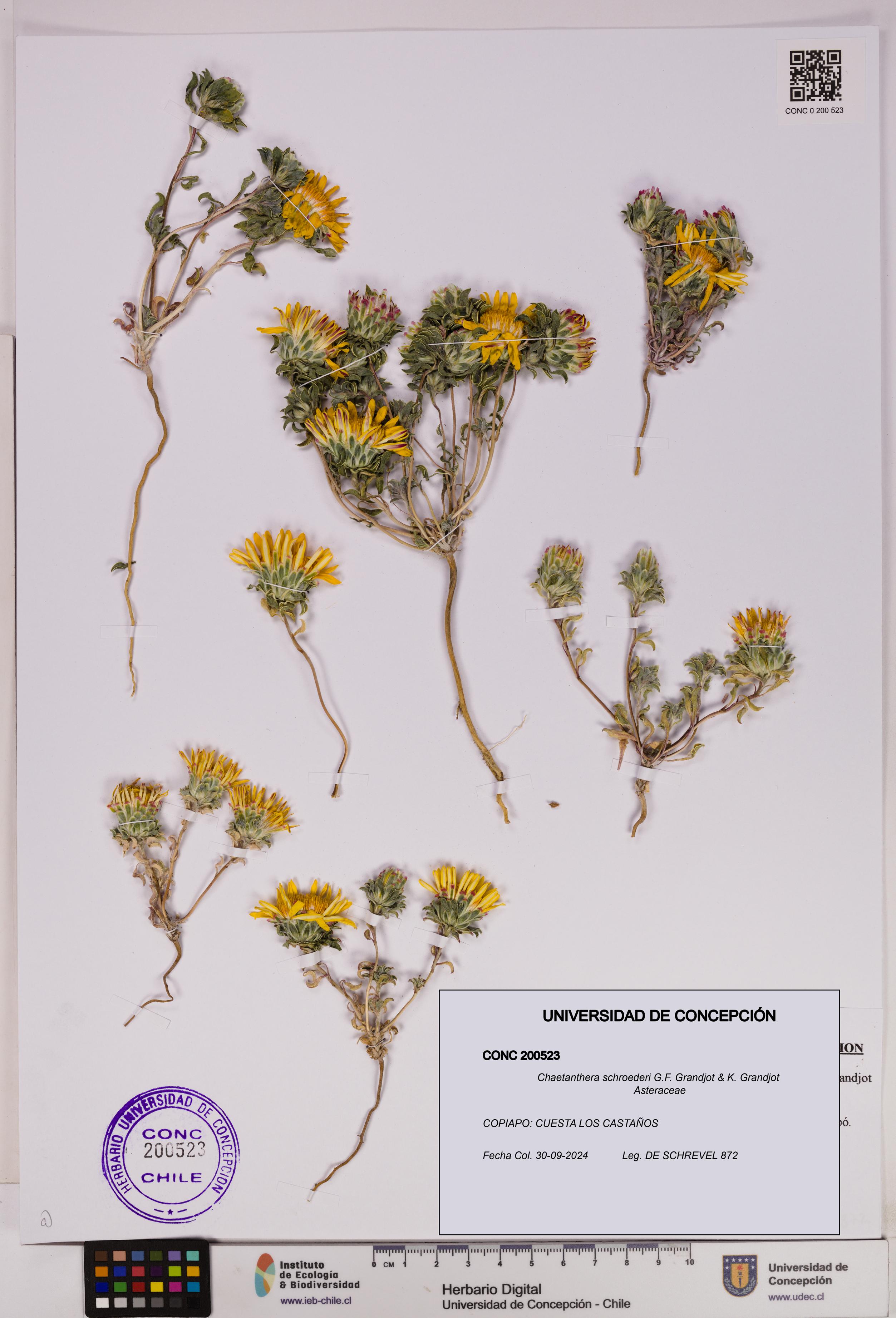 Chaetanthera schroederi [Espécimen: UDEC:CONC:0200523]