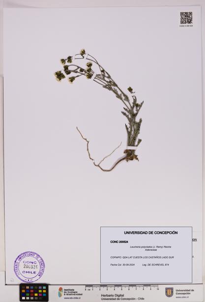 Leucheria polyclados [Espécimen: UDEC:CONC:0200524]