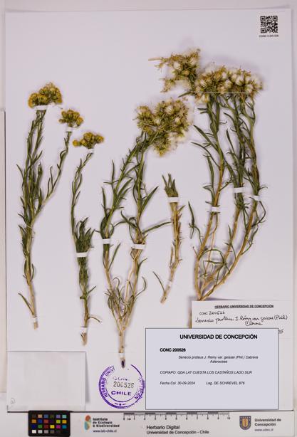 Senecio proteus var. geissei [Espécimen: UDEC:CONC:0200526]