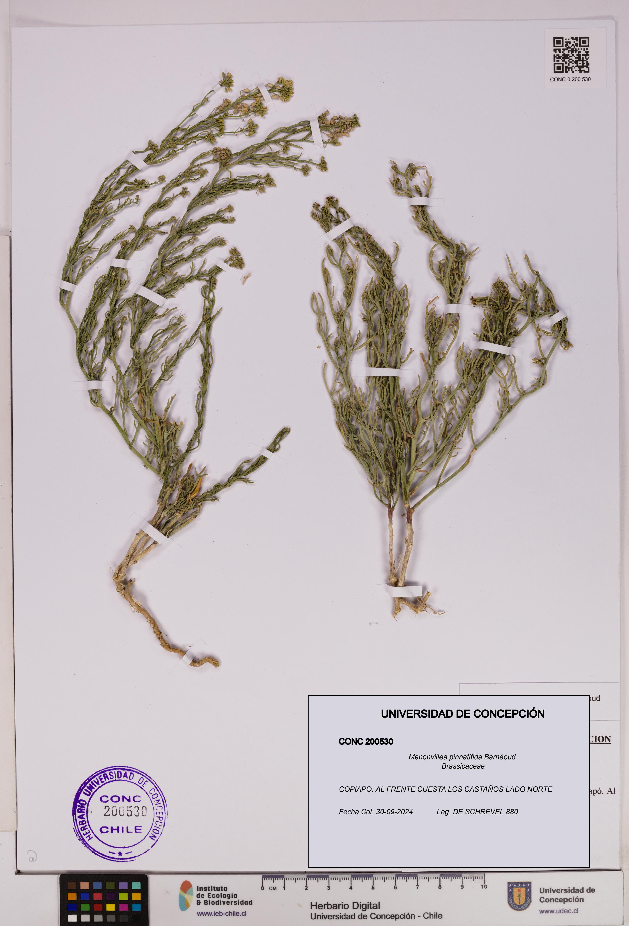 Menonvillea pinnatifida [Espécimen: UDEC:CONC:0200530]