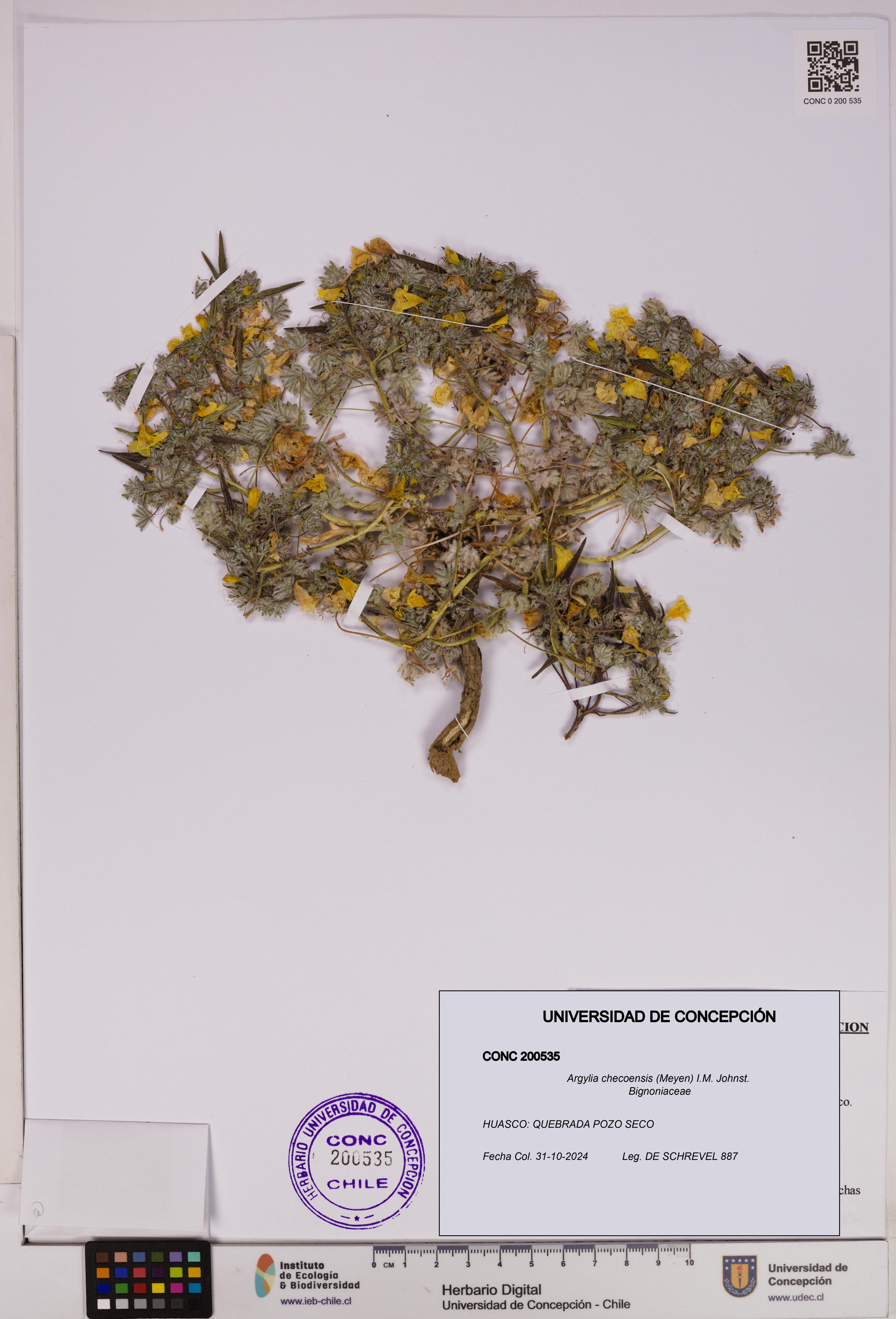 Argylia checoensis [Espécimen: UDEC:CONC:0200535]