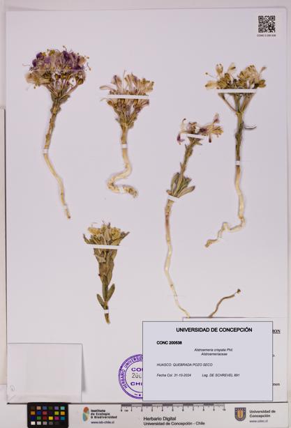 Alstroemeria crispata [Espécimen: UDEC:CONC:0200538]