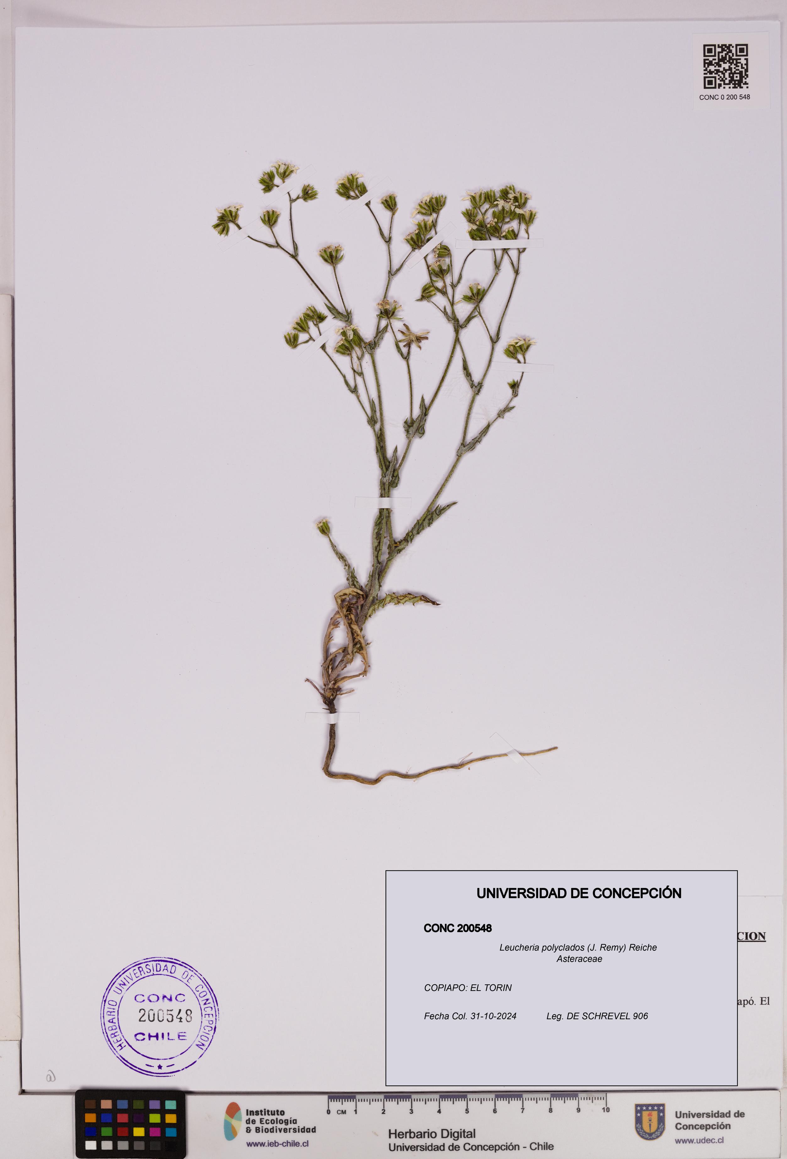 Leucheria polyclados [Espécimen: UDEC:CONC:0200548]