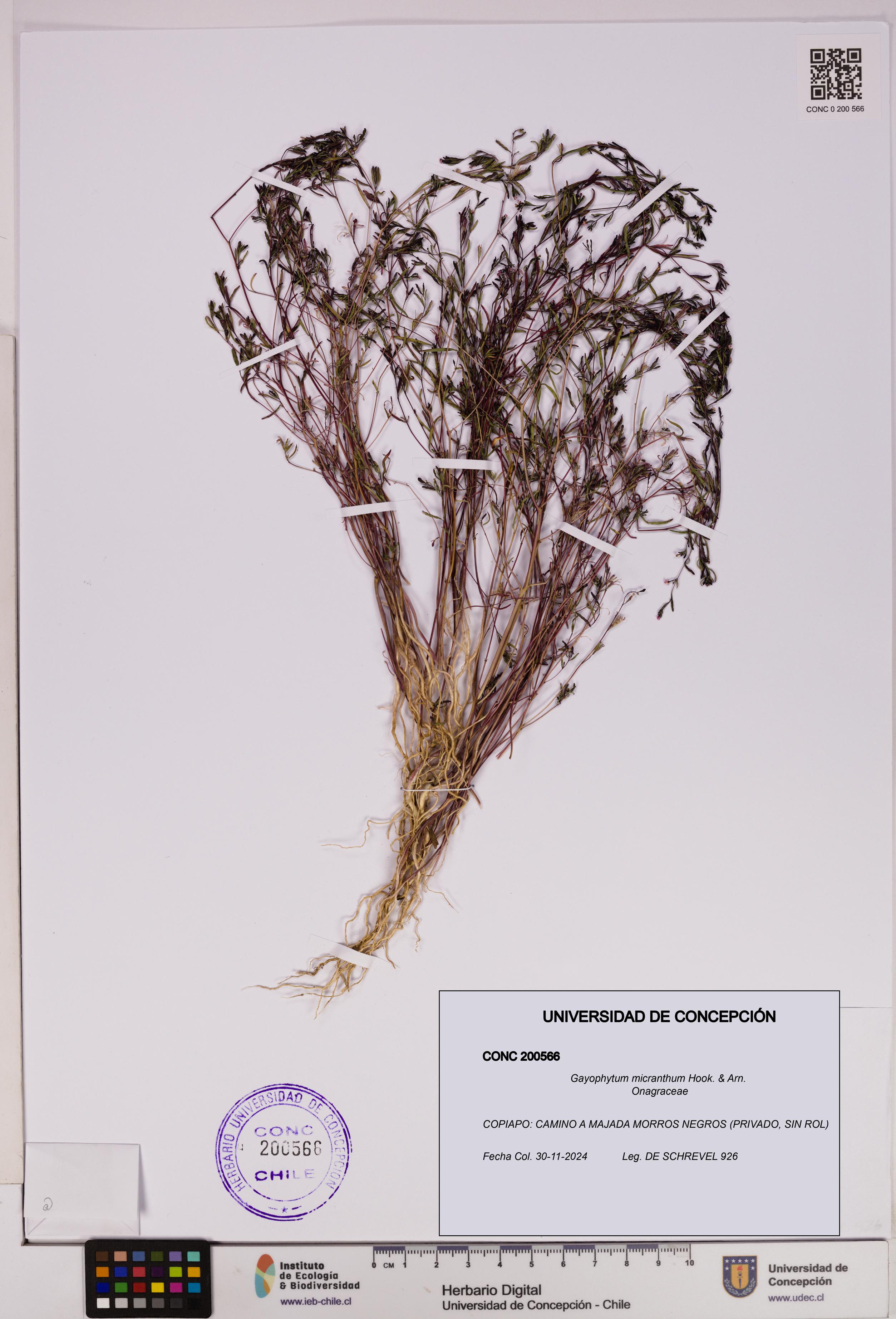 Gayophytum micranthum [Espécimen: UDEC:CONC:0200566]