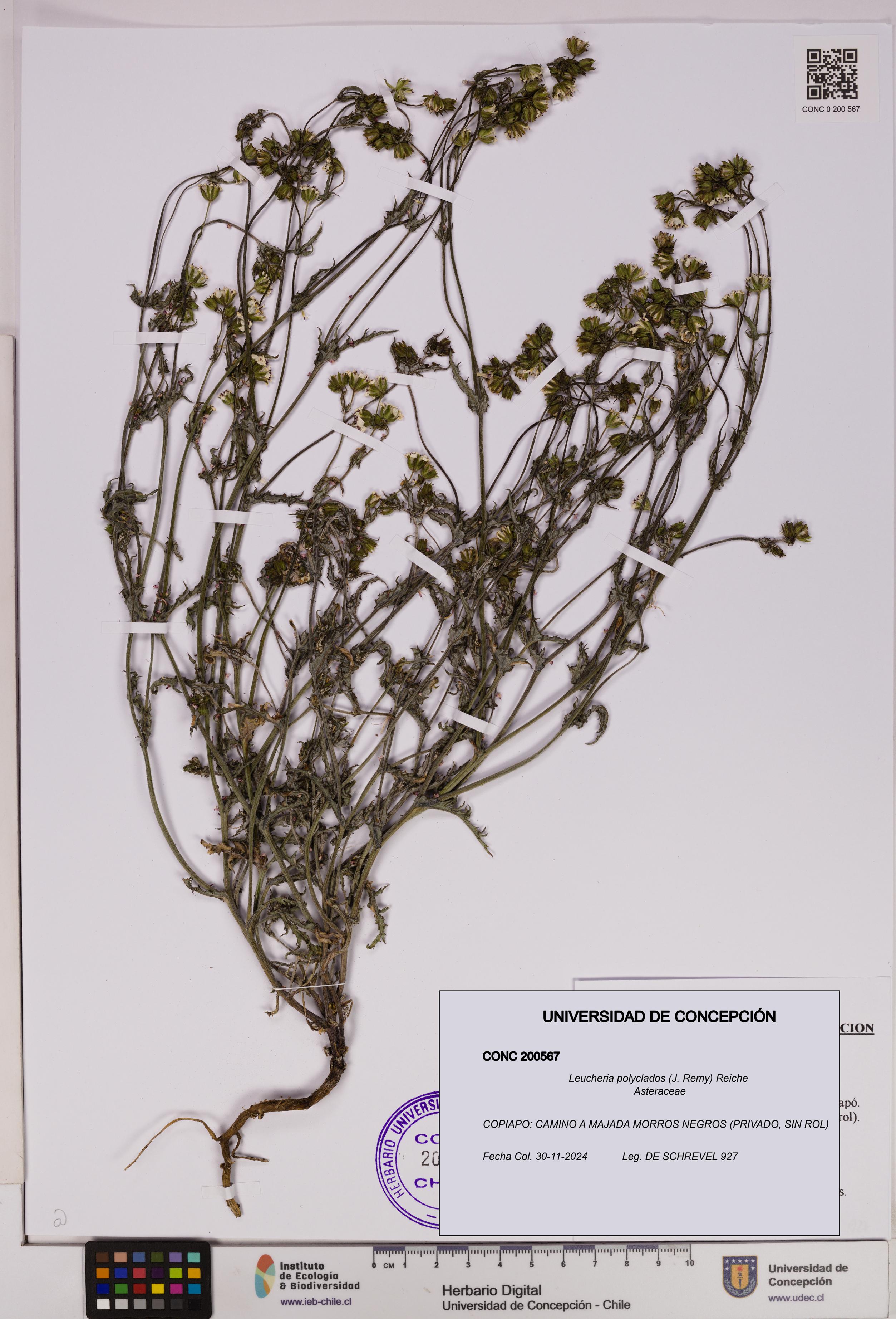 Leucheria polyclados [Espécimen: UDEC:CONC:0200567]