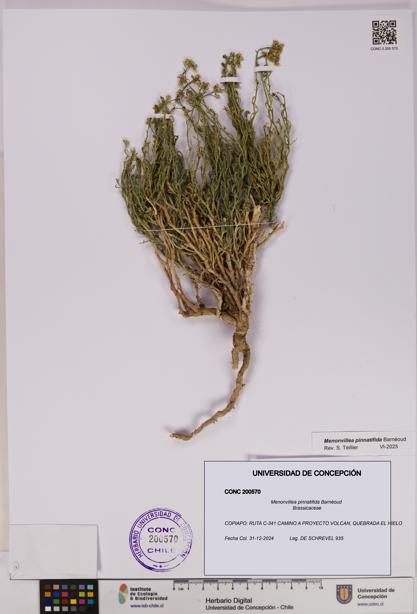 Menonvillea pinnatifida [Espécimen: UDEC:CONC:0200570]