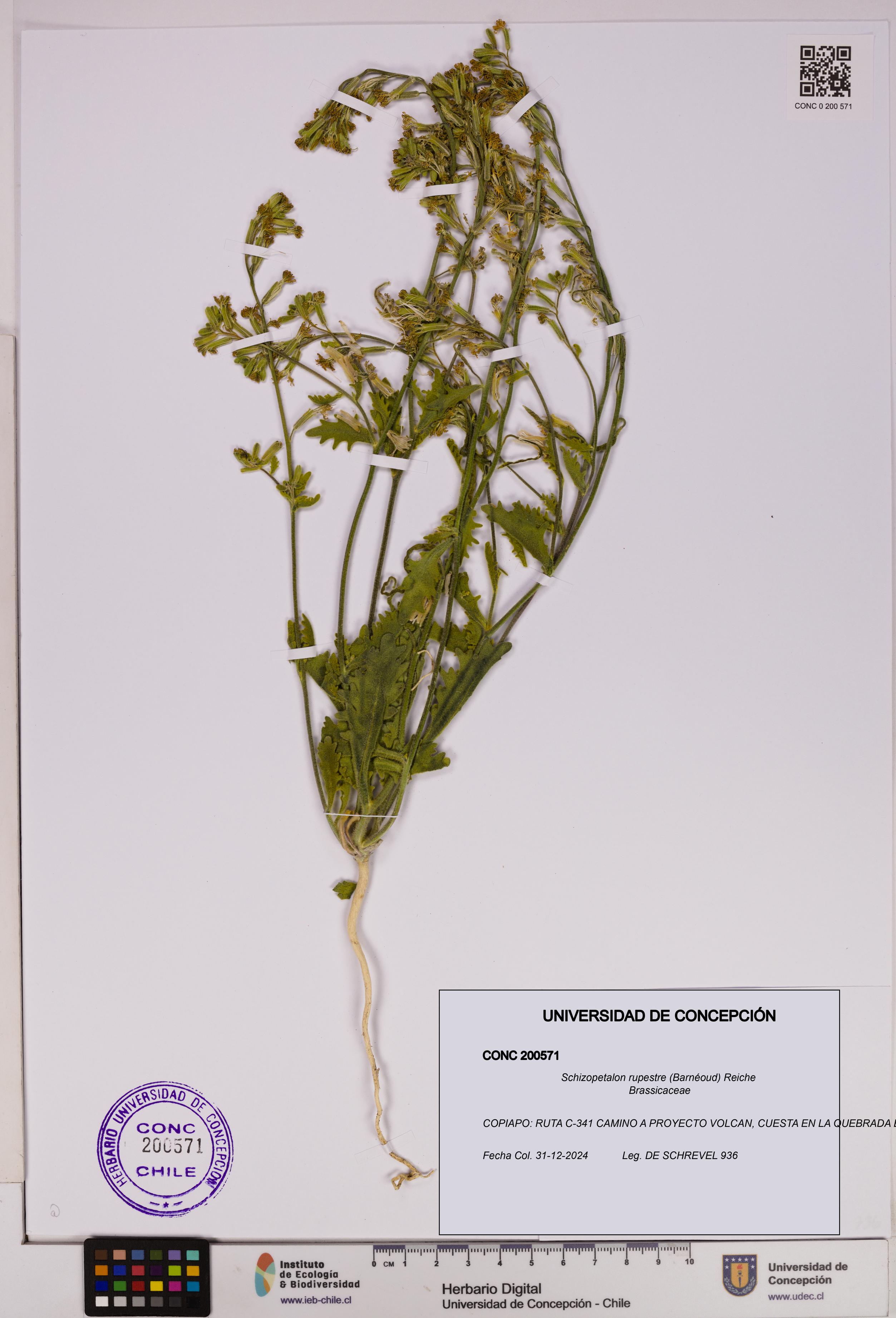 Schizopetalon rupestre [Espécimen: UDEC:CONC:0200571]