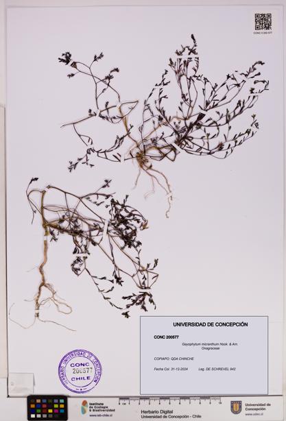 Gayophytum micranthum [Espécimen: UDEC:CONC:0200577]