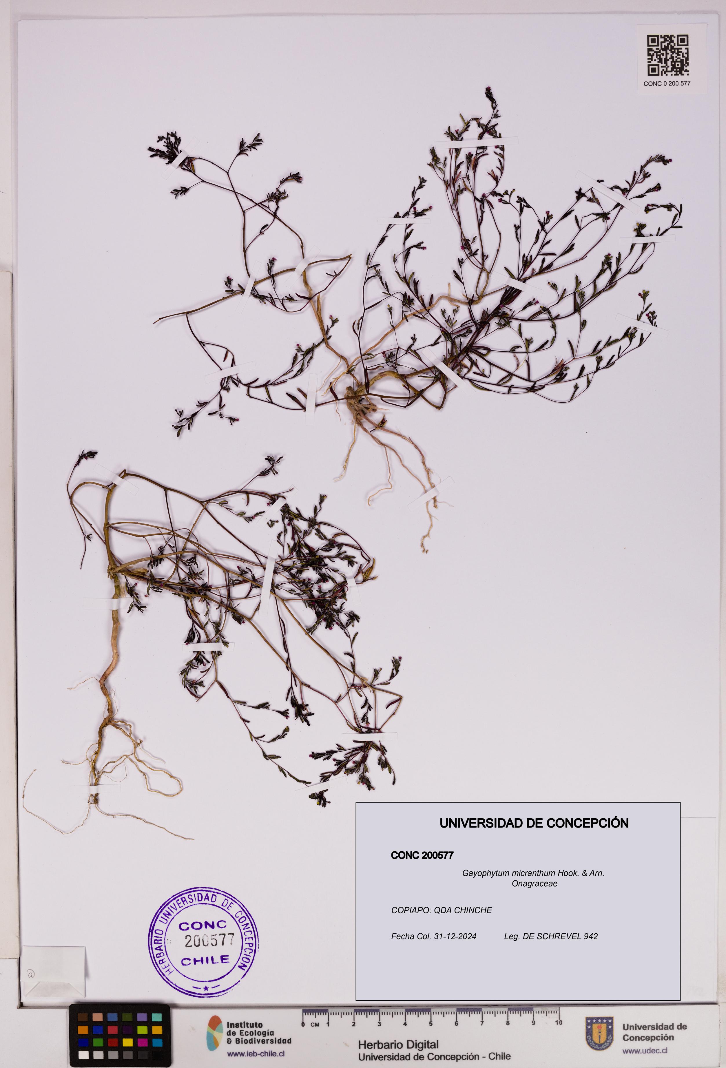 Gayophytum micranthum [Espécimen: UDEC:CONC:0200577]