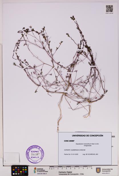 Gayophytum micranthum [Espécimen: UDEC:CONC:0200587]