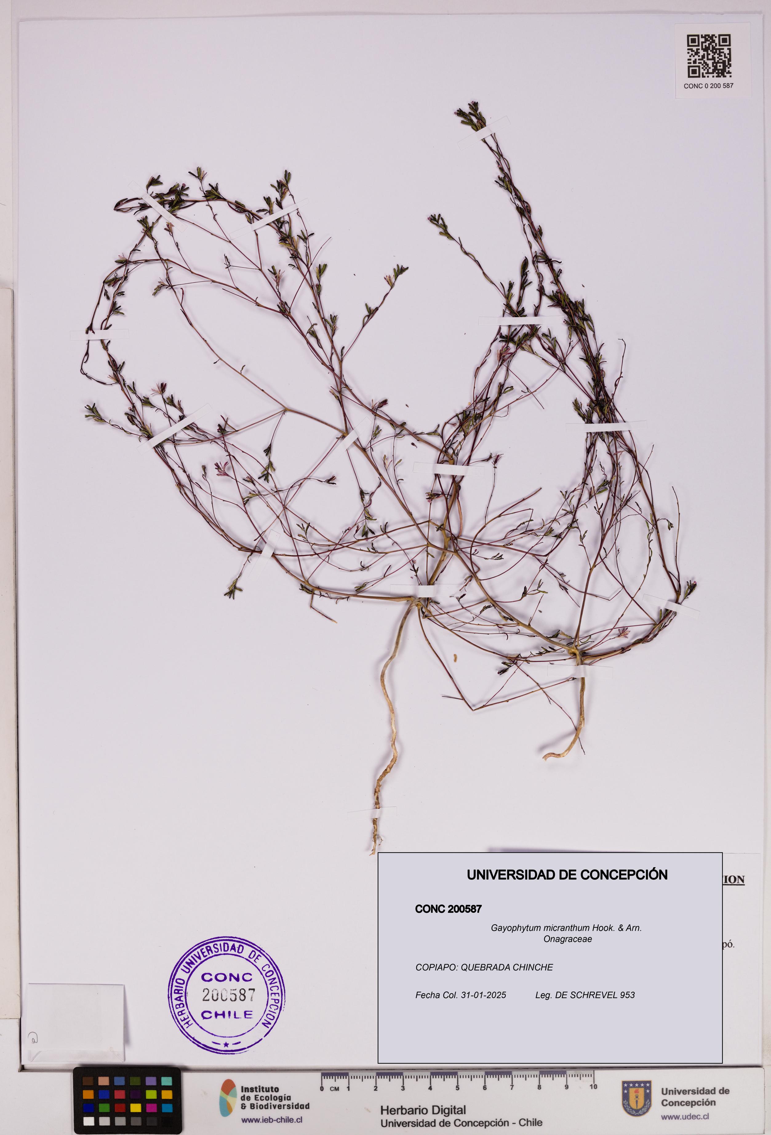 Gayophytum micranthum [Espécimen: UDEC:CONC:0200587]