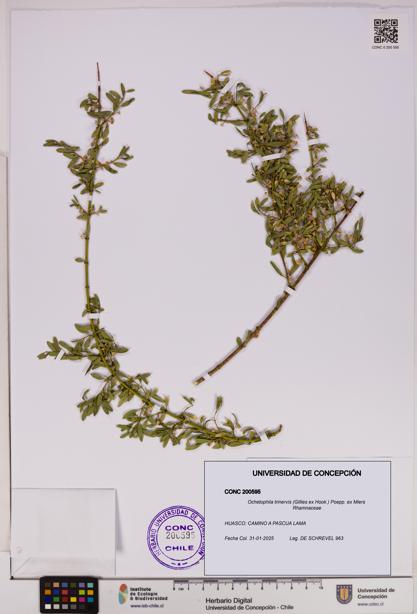 Ochetophila trinervis [Espécimen: UDEC:CONC:0200595]