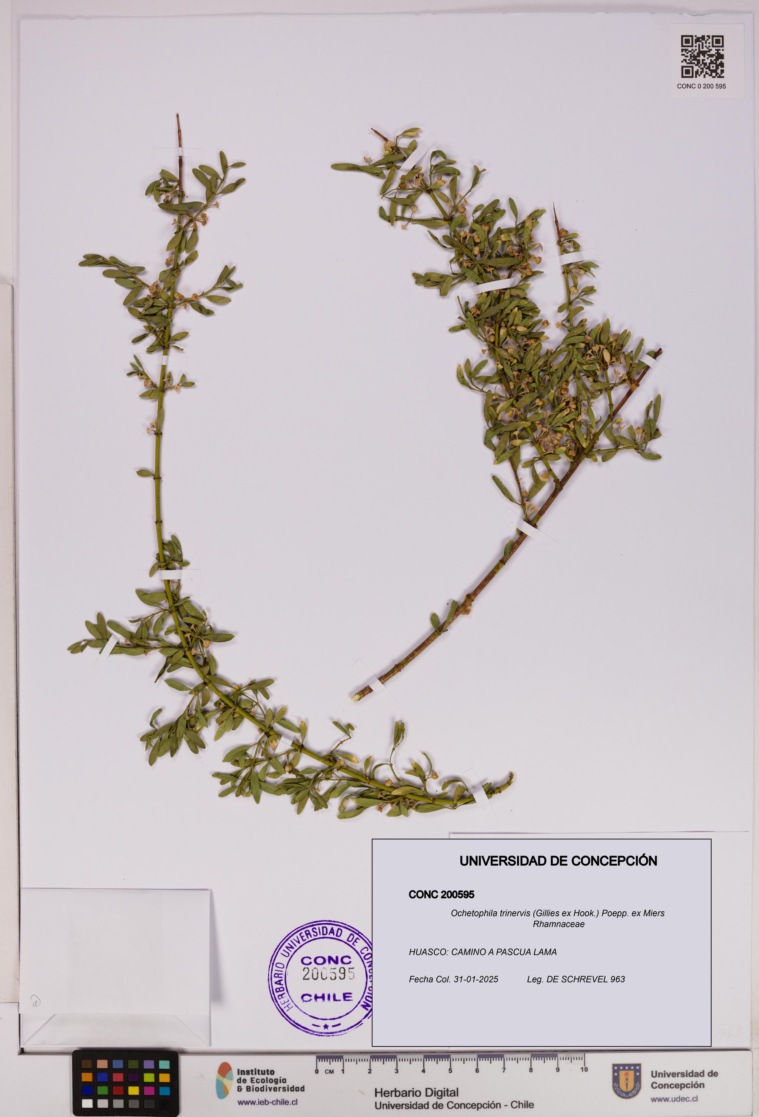 Ochetophila trinervis [Espécimen: UDEC:CONC:0200595]