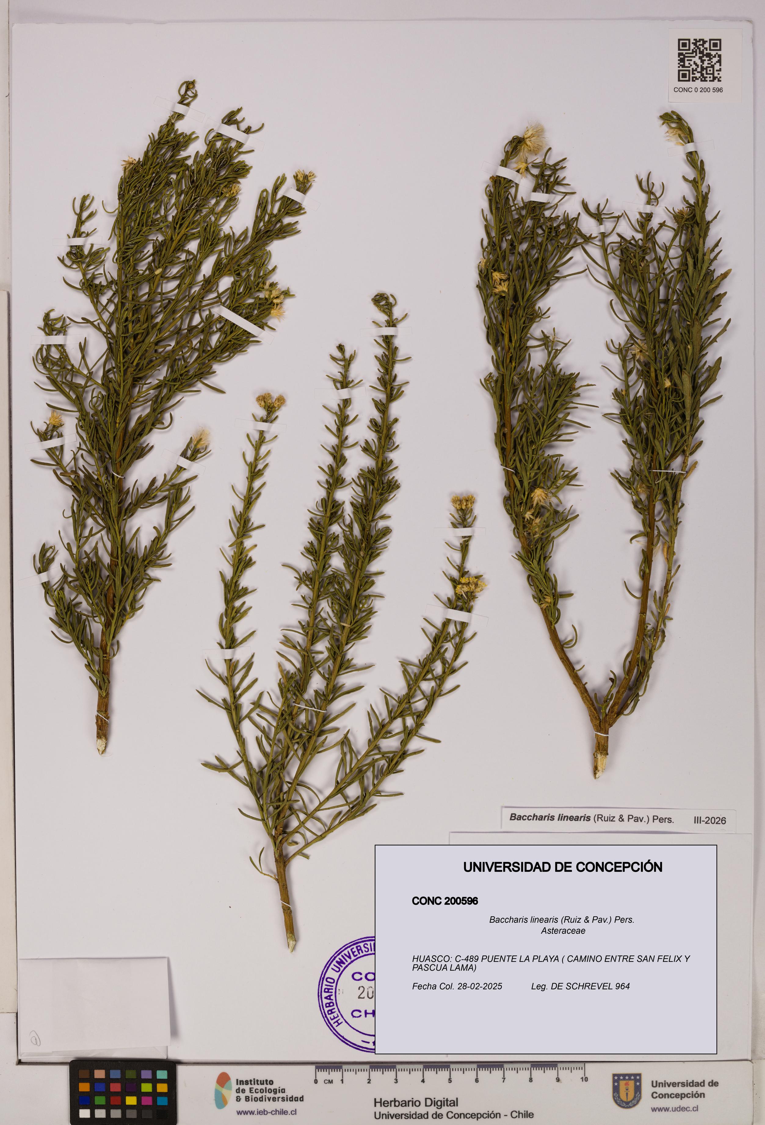 Baccharis linearis [Espécimen: UDEC:CONC:0200596]