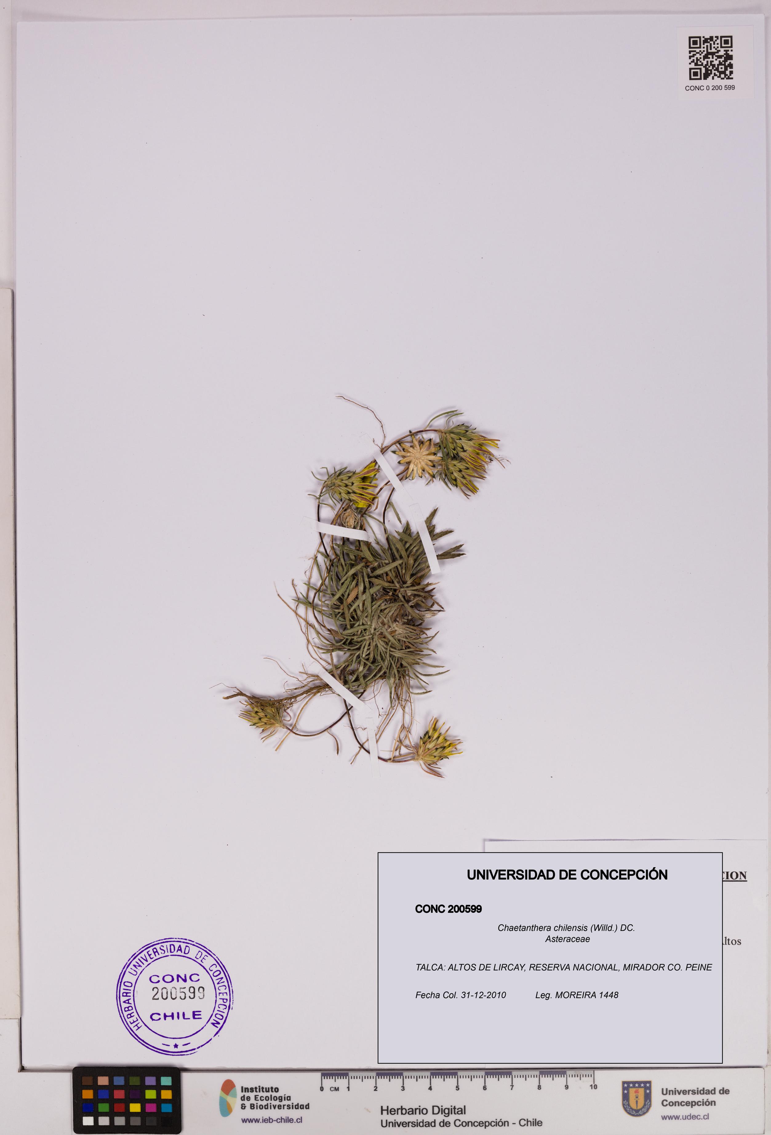Chaetanthera chilensis [Espécimen: UDEC:CONC:0200599]
