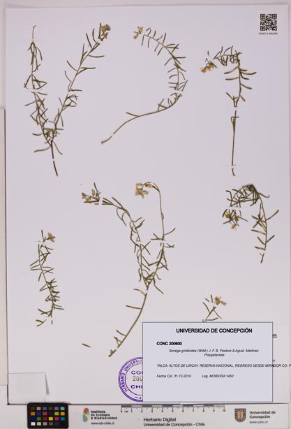 Senega gnidioides [Espécimen: UDEC:CONC:0200600]