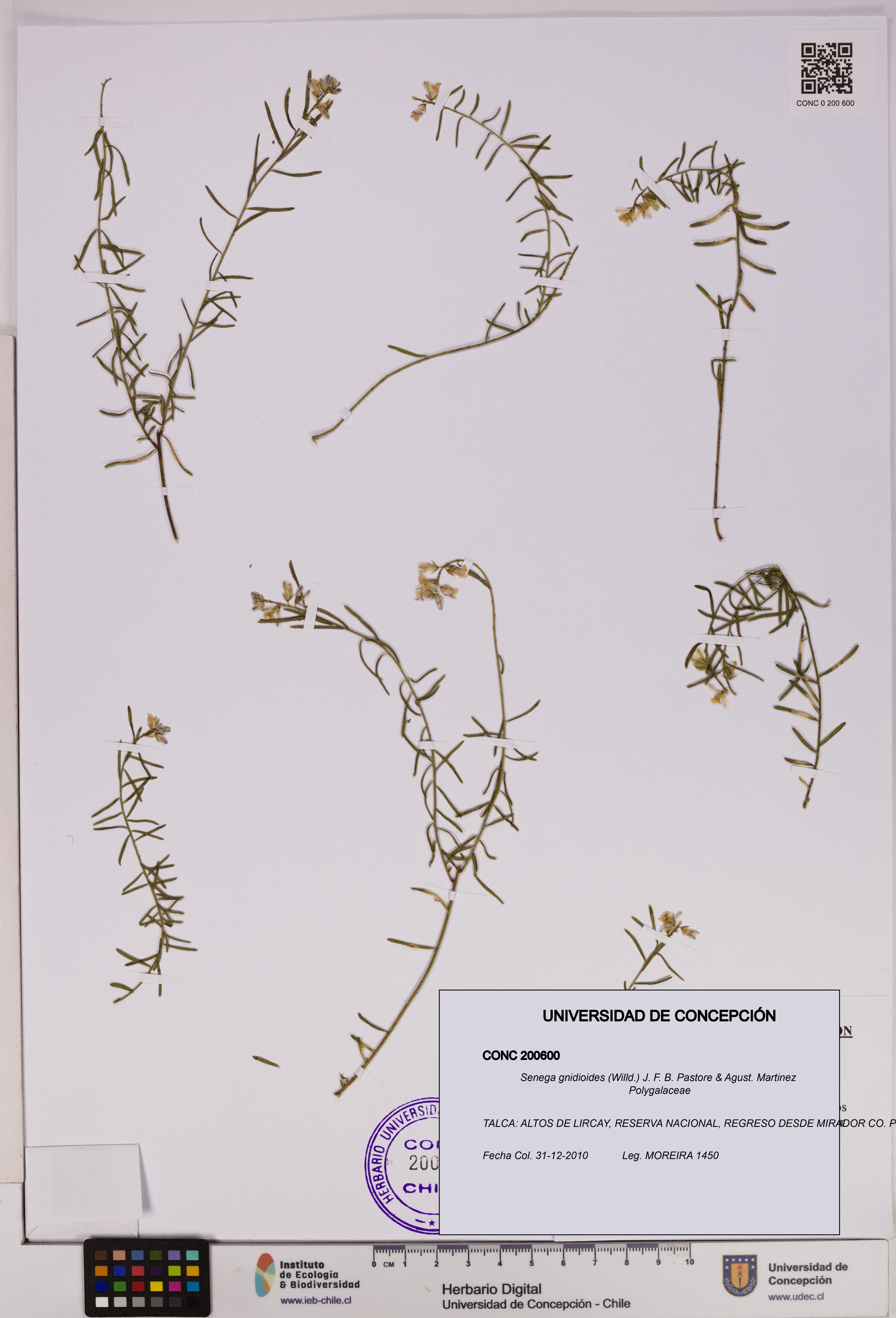 Senega gnidioides [Espécimen: UDEC:CONC:0200600]