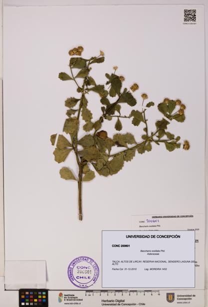 Baccharis ocellata [Espécimen: UDEC:CONC:0200601]