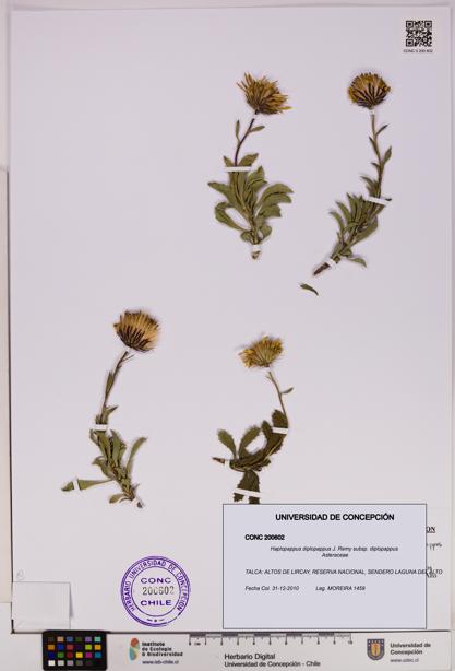 Haplopappus diplopappus subsp. diplopappus [Espécimen: UDEC:CONC:0200602]