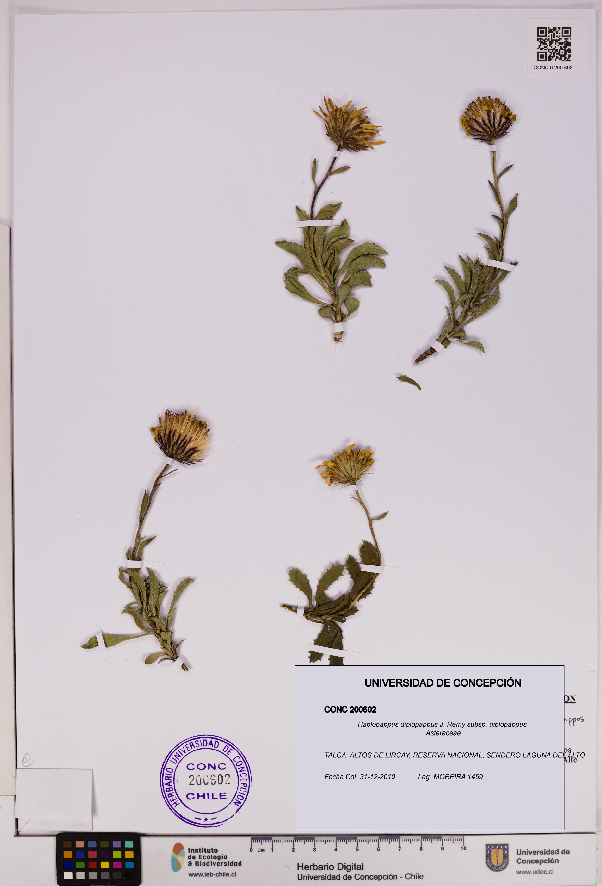 Haplopappus diplopappus subsp. diplopappus [Espécimen: UDEC:CONC:0200602]