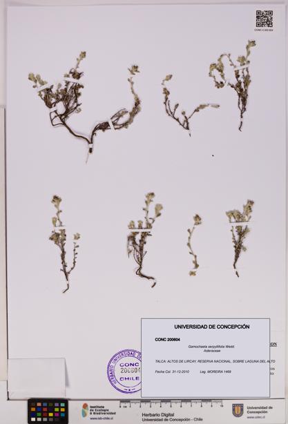 Gamochaeta serpyllifolia [Espécimen: UDEC:CONC:0200604]