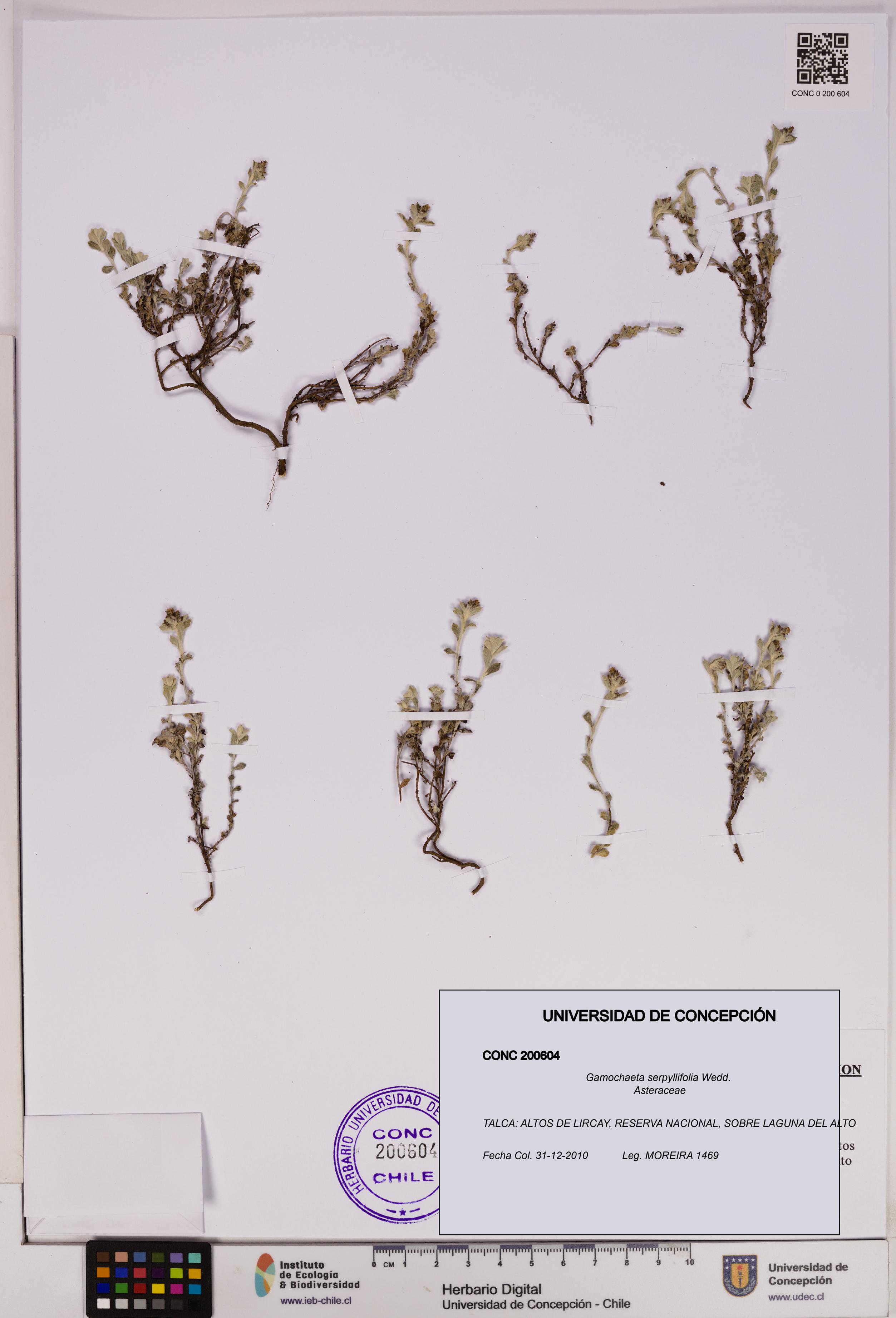 Gamochaeta serpyllifolia [Espécimen: UDEC:CONC:0200604]