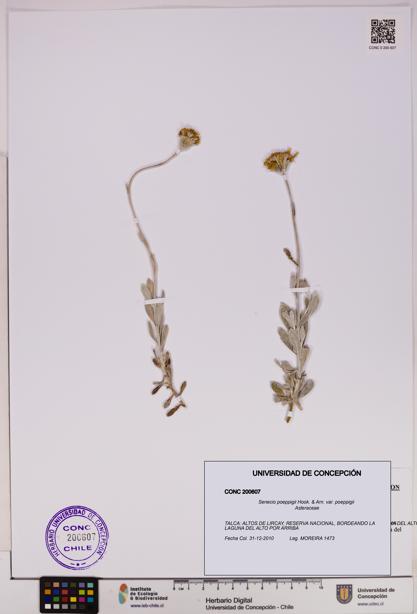 Senecio poeppigii var. poeppigii [Espécimen: ]