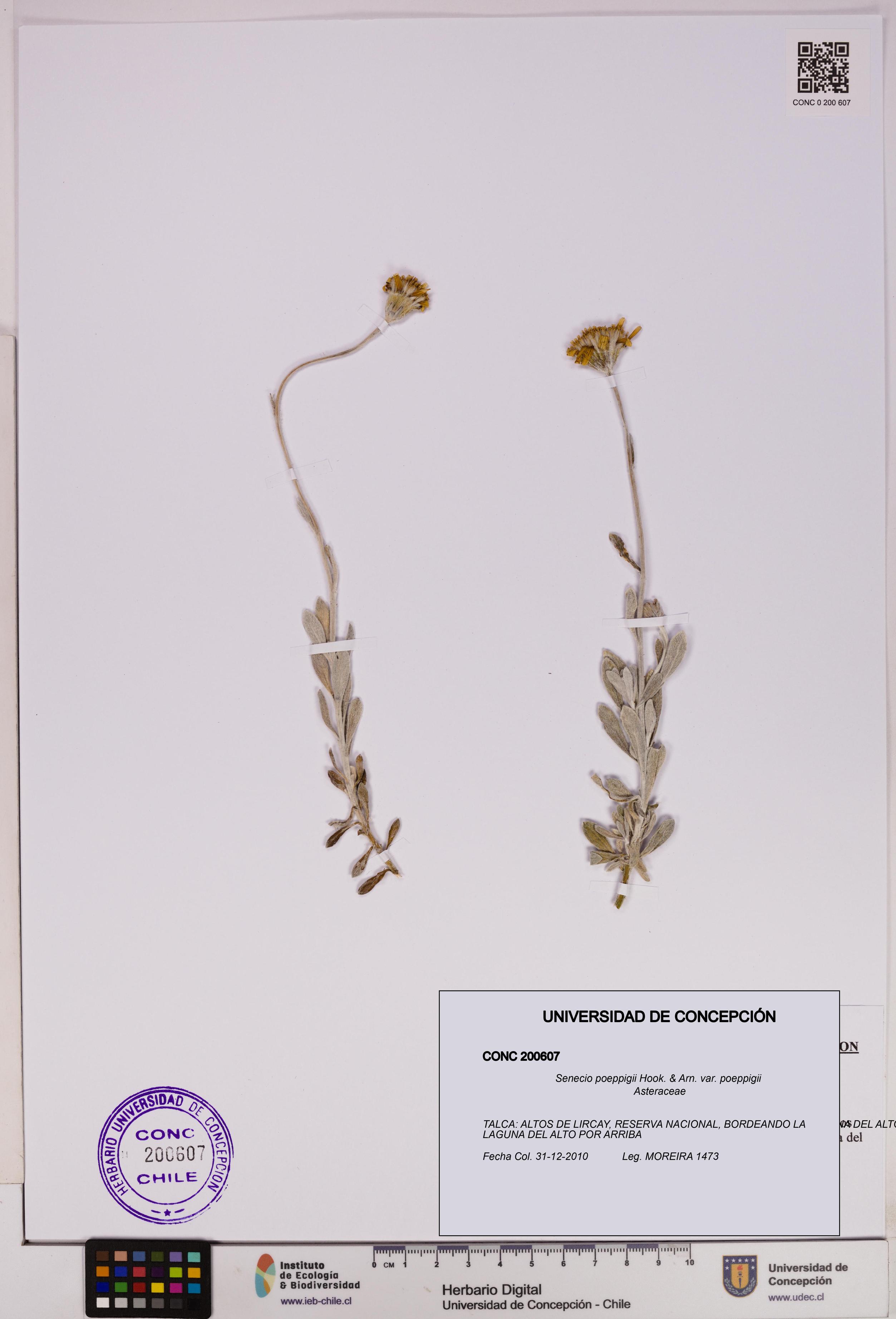 Senecio poeppigii var. poeppigii [Espécimen: ]