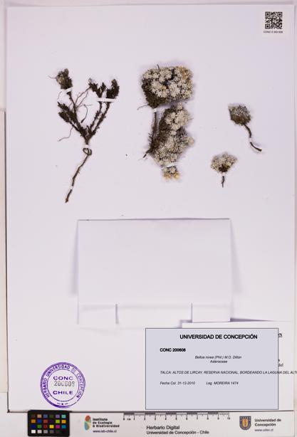 Belloa nivea [Espécimen: UDEC:CONC:0200608]