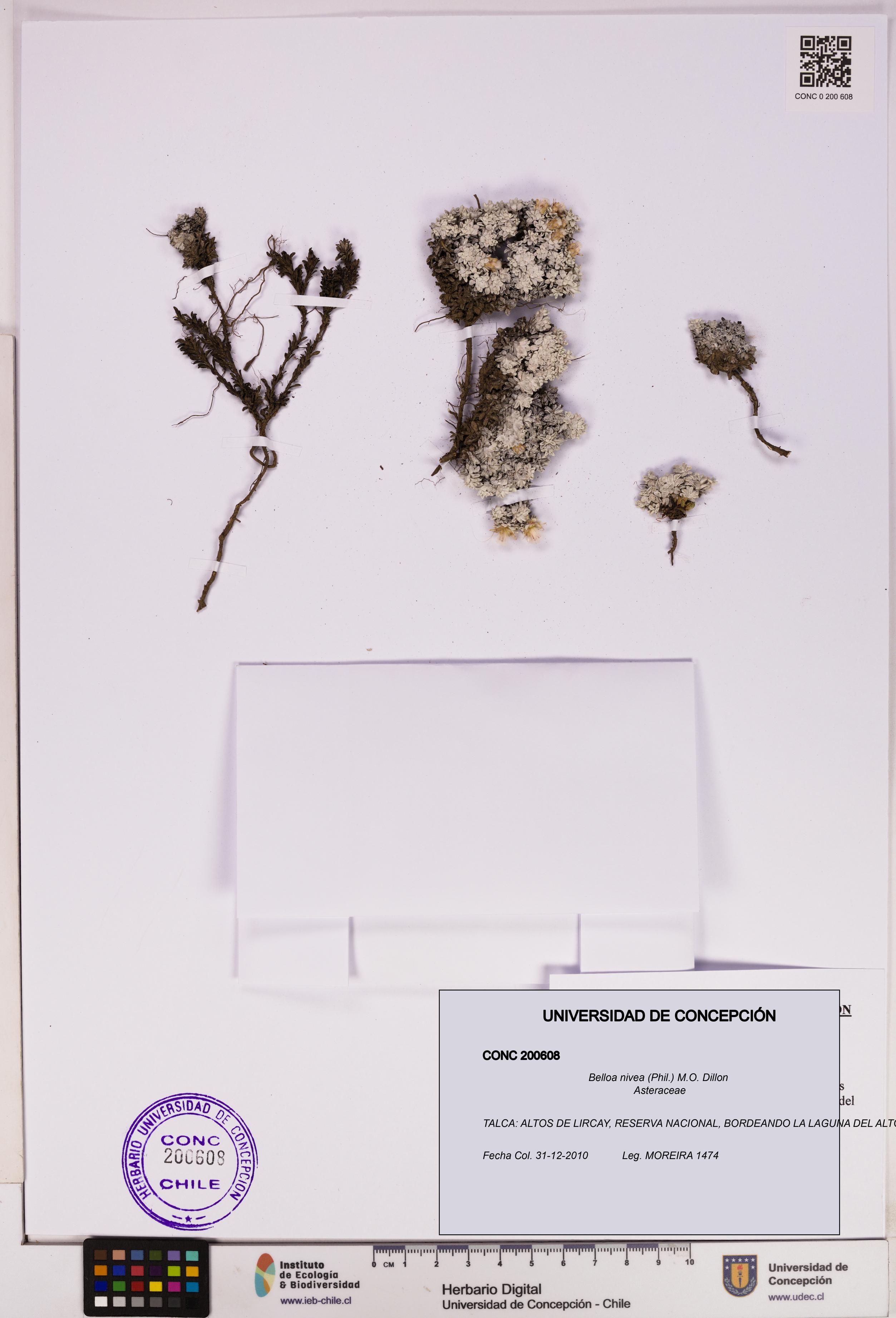 Belloa nivea [Espécimen: UDEC:CONC:0200608]