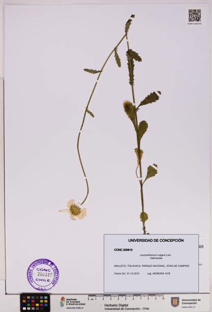 Leucanthemum vulgare [Espécimen: UDEC:CONC:0200610]