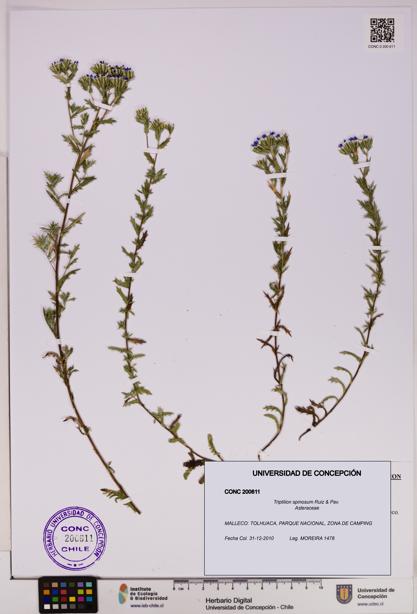 Triptilion spinosum [Espécimen: UDEC:CONC:0200611]