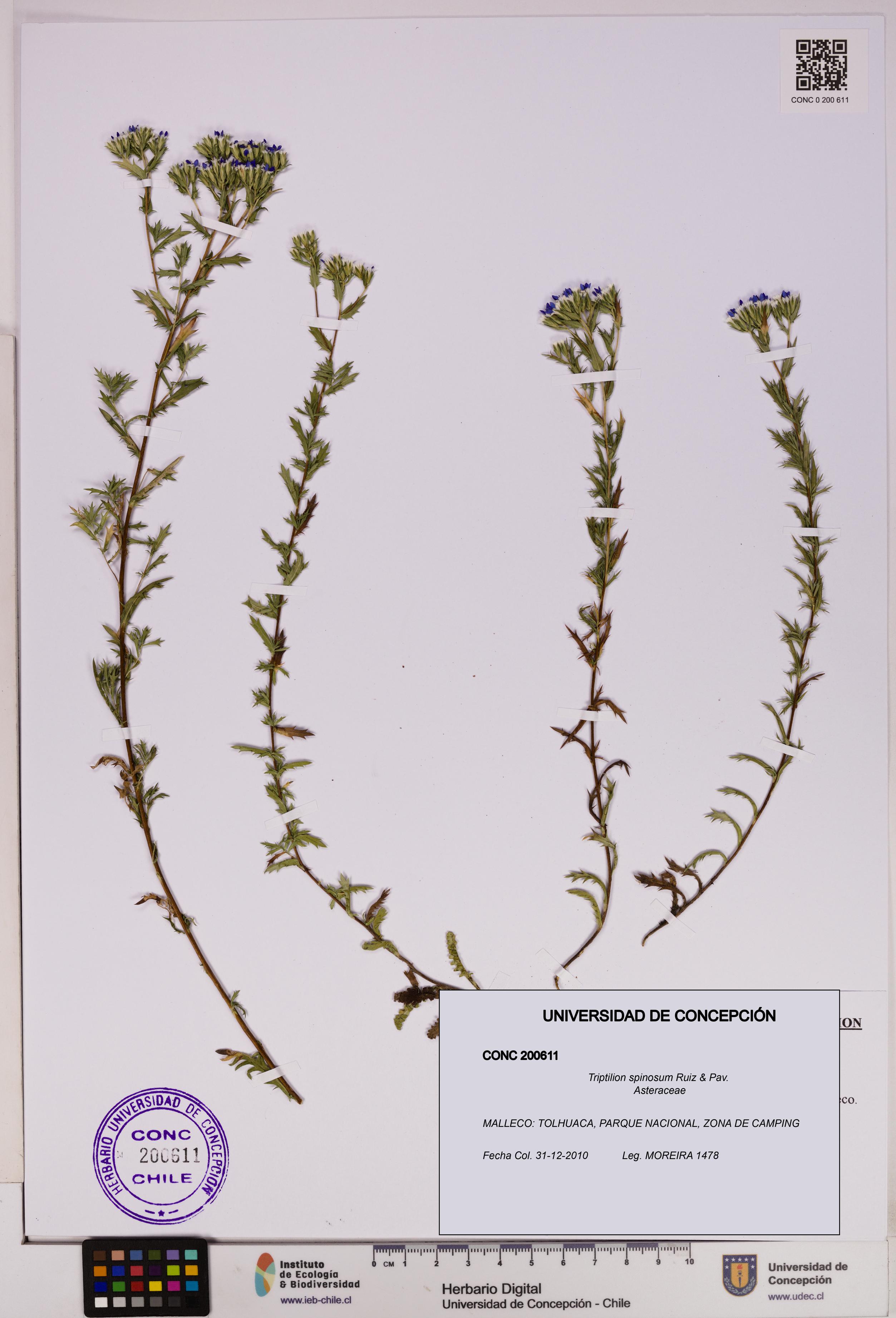 Triptilion spinosum [Espécimen: UDEC:CONC:0200611]