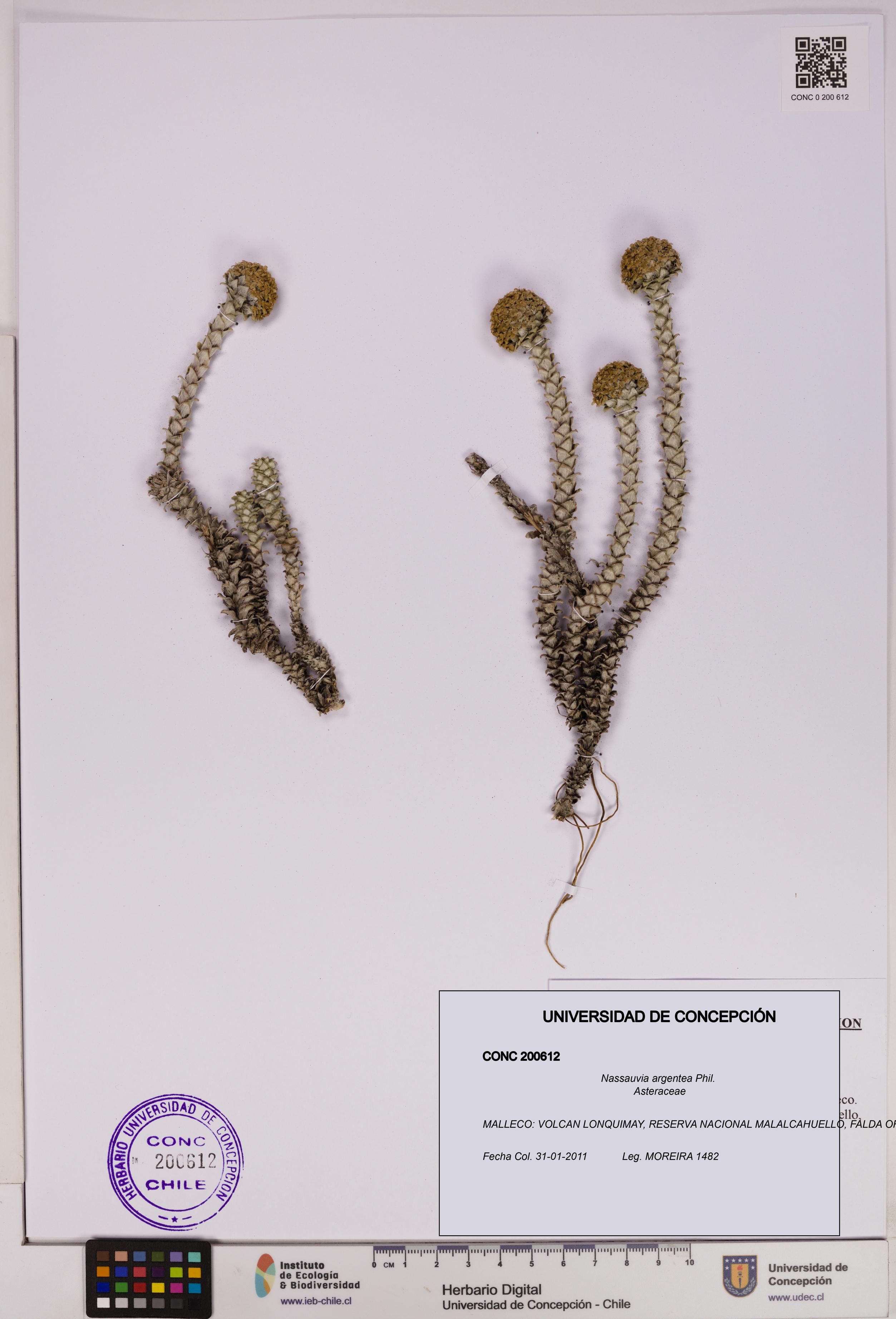 Nassauvia argentea [Espécimen: UDEC:CONC:0200612]