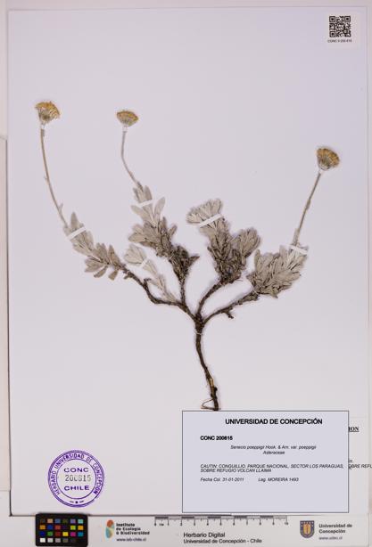 Senecio poeppigii var. poeppigii [Espécimen: ]